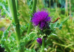 Mariendistel, Silybum marianum, Distel, Korbblütler