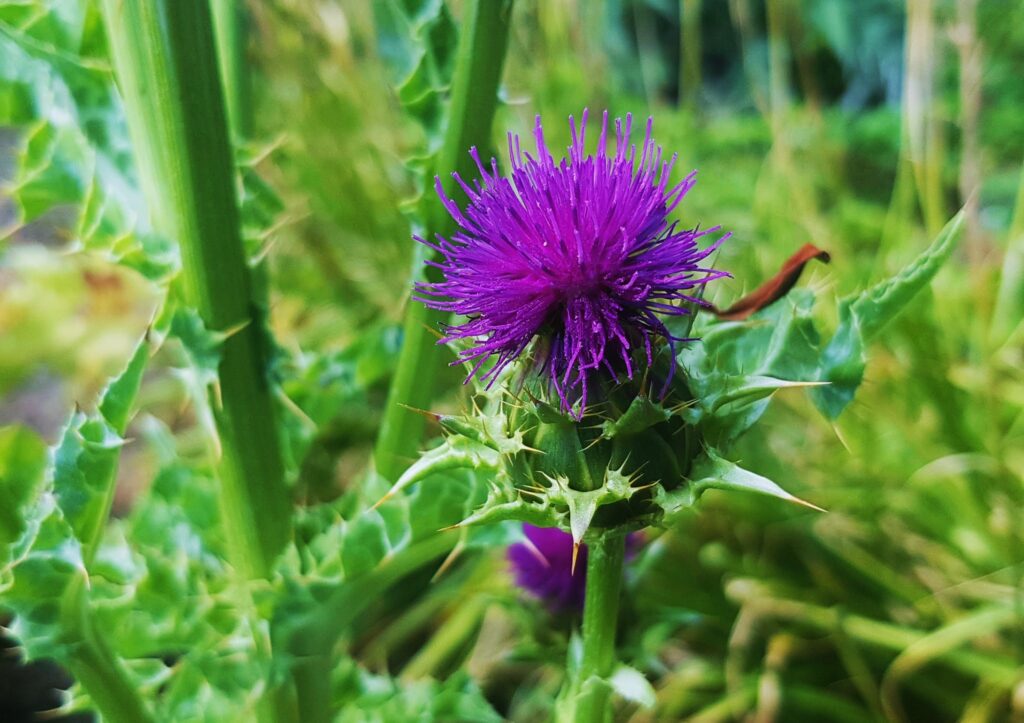 Mariendistel, Silybum marianum, Distel, Korbblütler