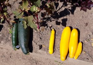 Zucchini, Cucurbita, Cucurbita pepo, Cucurbita pepo subsp. pepo convar. giromontiina