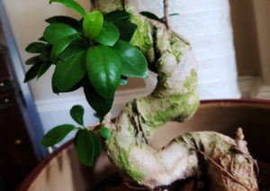 Ficus Ginseng, Chinesische Feige, Ficus microcarpa, Feige, Feigenbaum