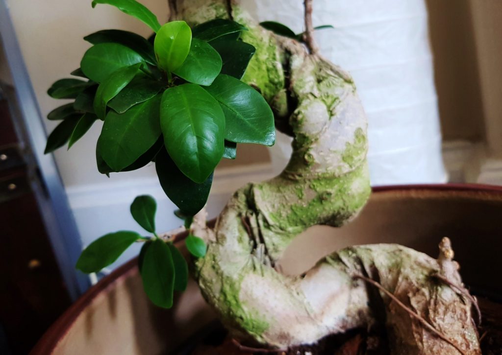 Ficus Ginseng, Chinesische Feige, Ficus microcarpa, Feige, Feigenbaum