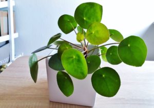 Glückstaler, Ufopflanze, Pilea peperomioides, Pilea