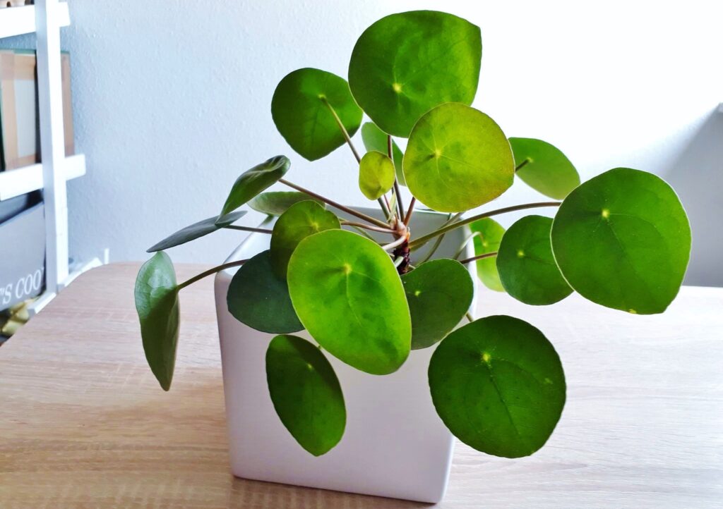 Pflanzenarten, Zimmerpflanzen, Glückstaler, Ufopflanze, Pilea peperomioides, Pilea