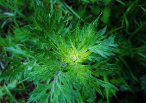 Beifuß, Artemisia, Artemisia vulgaris, Beifuß Wermut und Estragon
