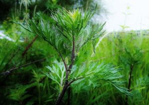Beifuß, Artemisia, Artemisia vulgaris, Beifuß Wermut und Estragon