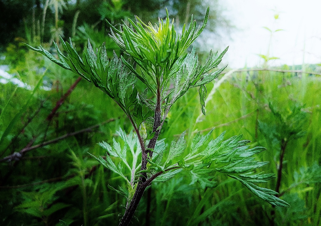Beifuß, Artemisia, Artemisia vulgaris, Beifuß Wermut und Estragon