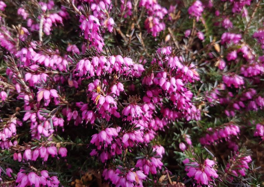 Heidekrautgewächse, Ericaceae, Heidekraut, Heidekräuter, Erica, Heidekrautgewächse, Schneeheide, Erica carnea