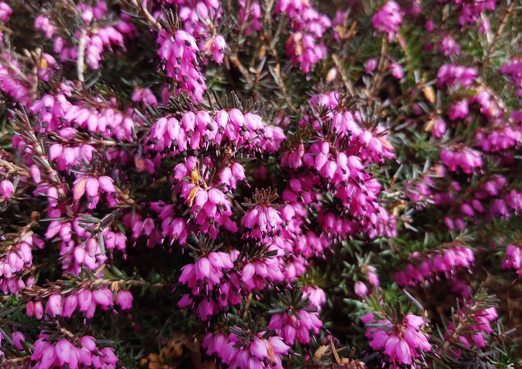 Heidekrautgewächse, Ericaceae, Heidekraut, Heidekräuter, Erica, Heidekrautgewächse, Schneeheide, Erica carnea