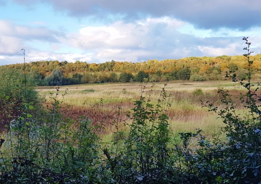 Heidelandschaft, Heidegarten, Heidekraut, Heidekräuter, Heather Landscape, Baron's Haugh, Scotland, Schottland