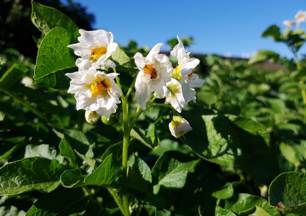 Kartoffel, Kartoffeln, Solanum tuberosum, Kartoffelpflanze, Kartoffelblüte