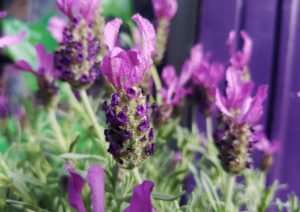 Lavendel, Schopf-Lavendel, Lavandula, Lavandula stoechas