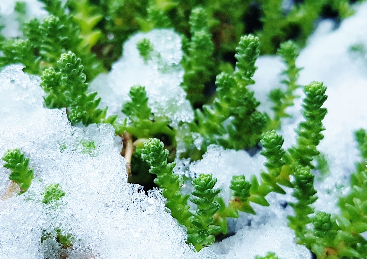 Mauerpfeffer, Fetthenne, Scharfe Fetthenne, Sedum, Sedum Acre, winterharte Kräuter