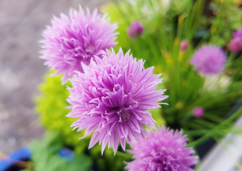 Schnittlauch, Allium schoenoprasum, winterharte Kräuter, Schnittlauchblüte