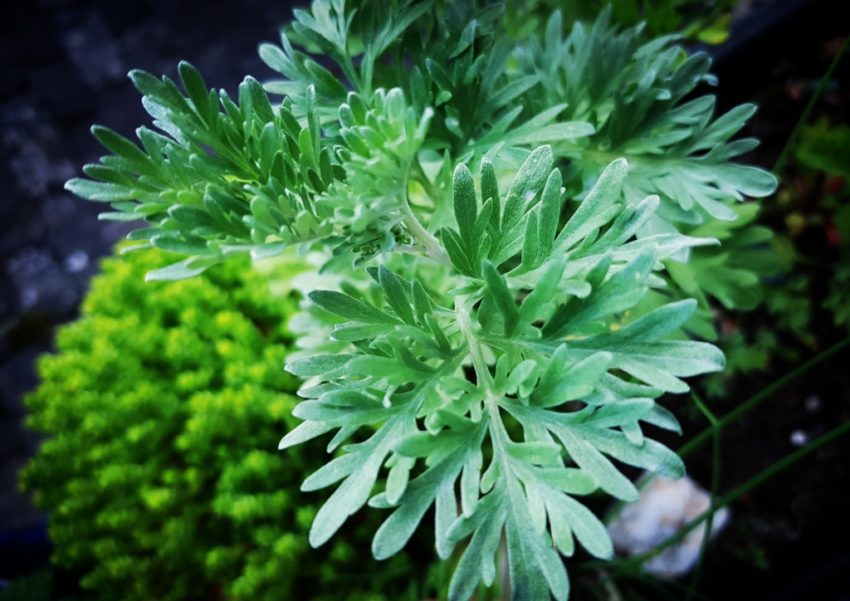 Wermut, Artemisia, Artemisia absinthium, Absinth