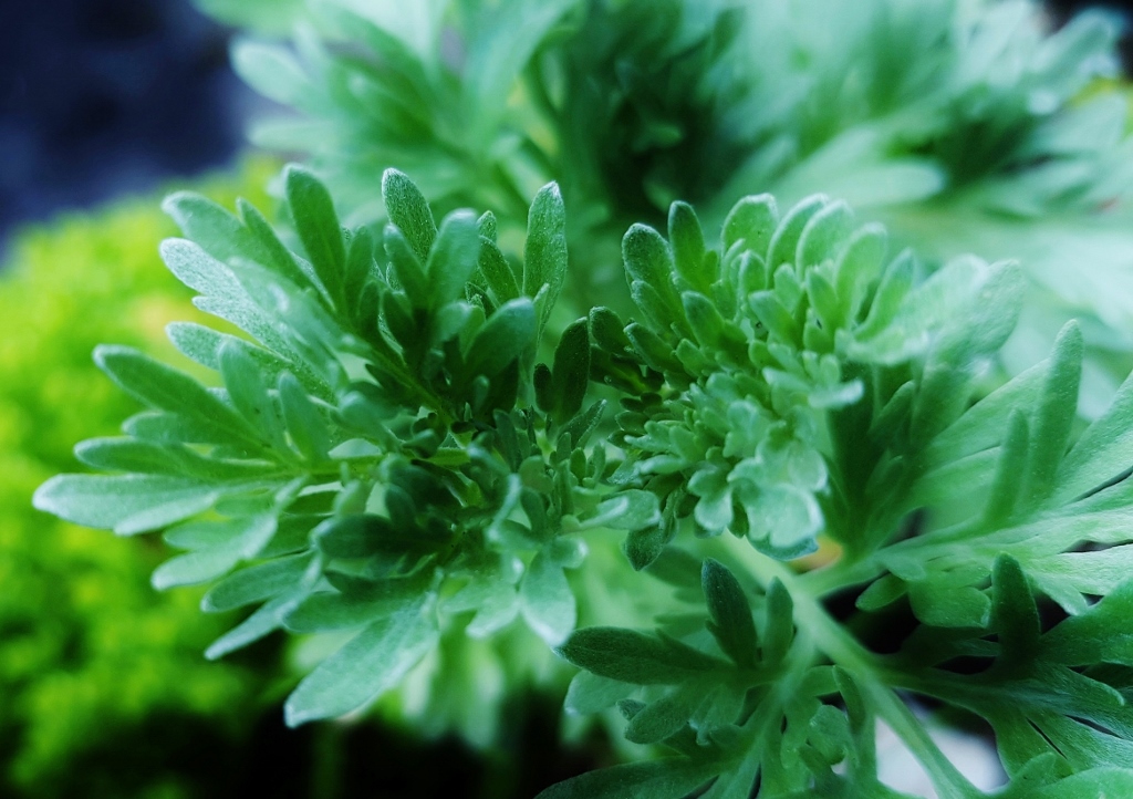 Wermut, Artemisia, Artemisia absinthium, Absinth, Beifuß Wermut und Estragon