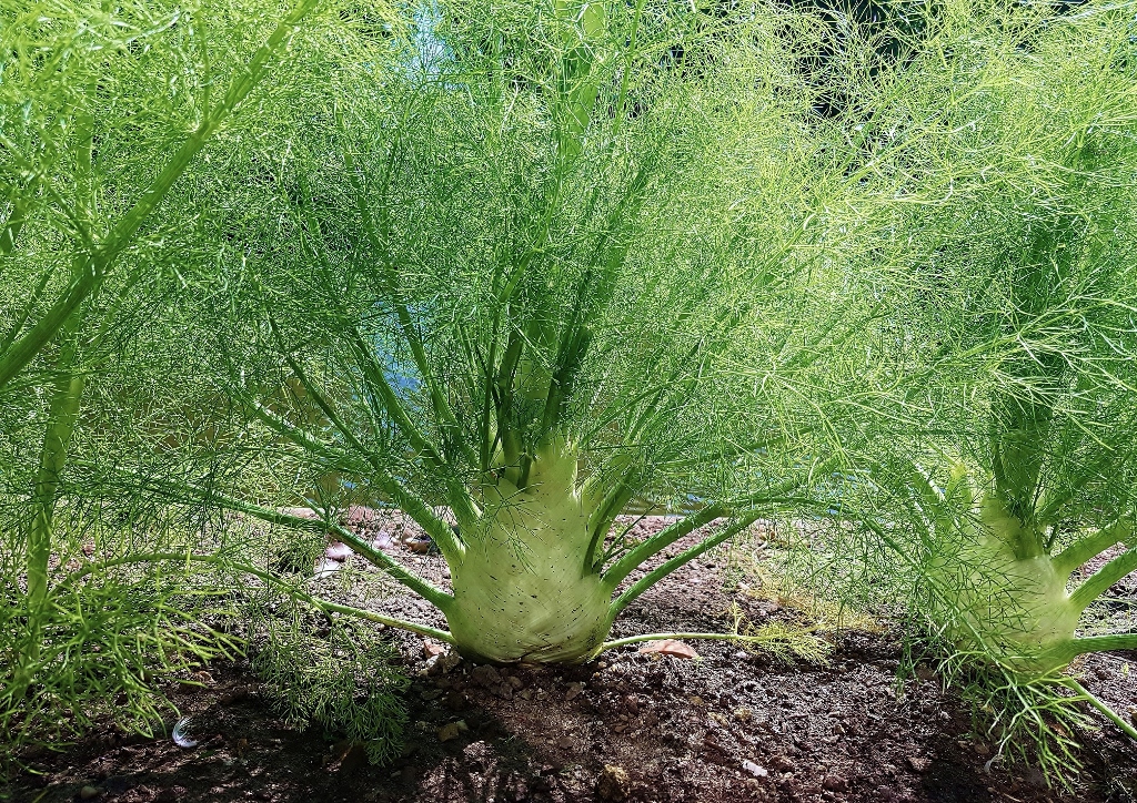 Fenchel, Foeniculum, Foeniculum vulgare