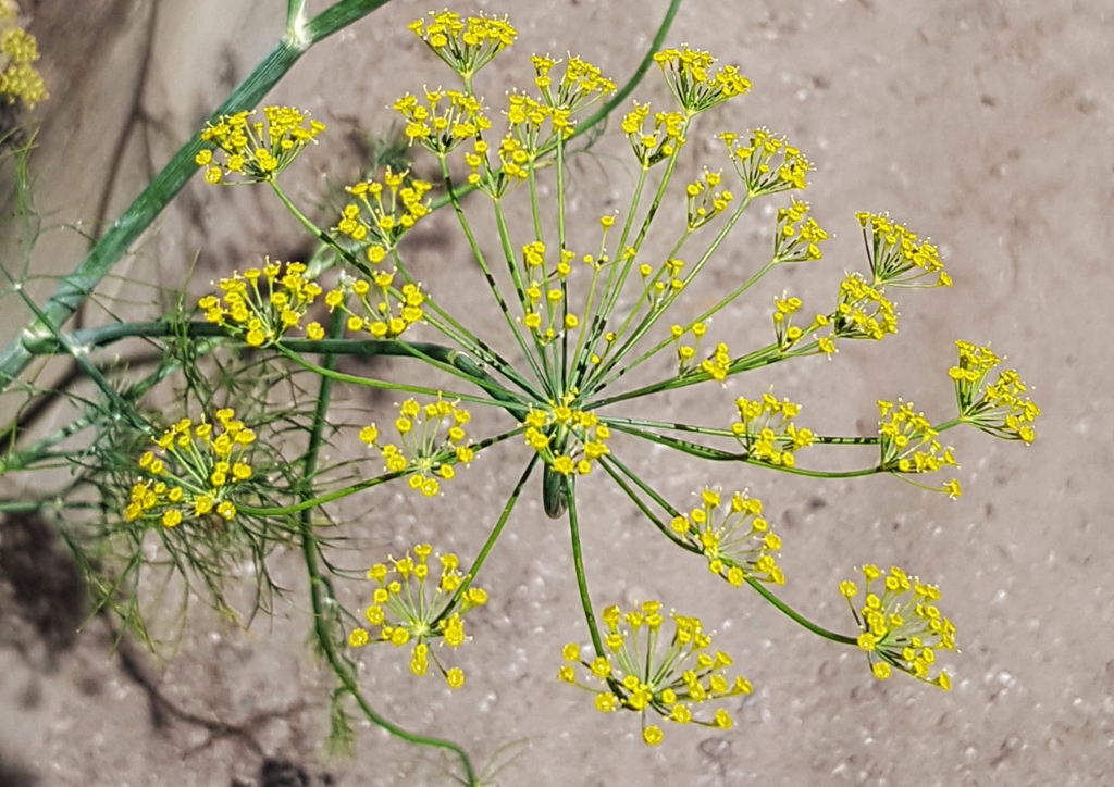 Fenchel, Foeniculum, Foeniculum vulgare