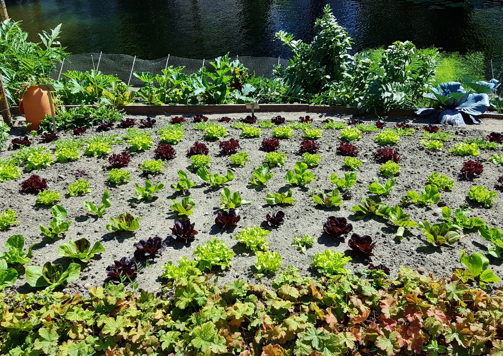 Gartengemüse, Gemüsegarten, Gemüse, Garten, Gartensalat, Botanischer Garten Amsterdam, Hortus Botanicus Amsterdam