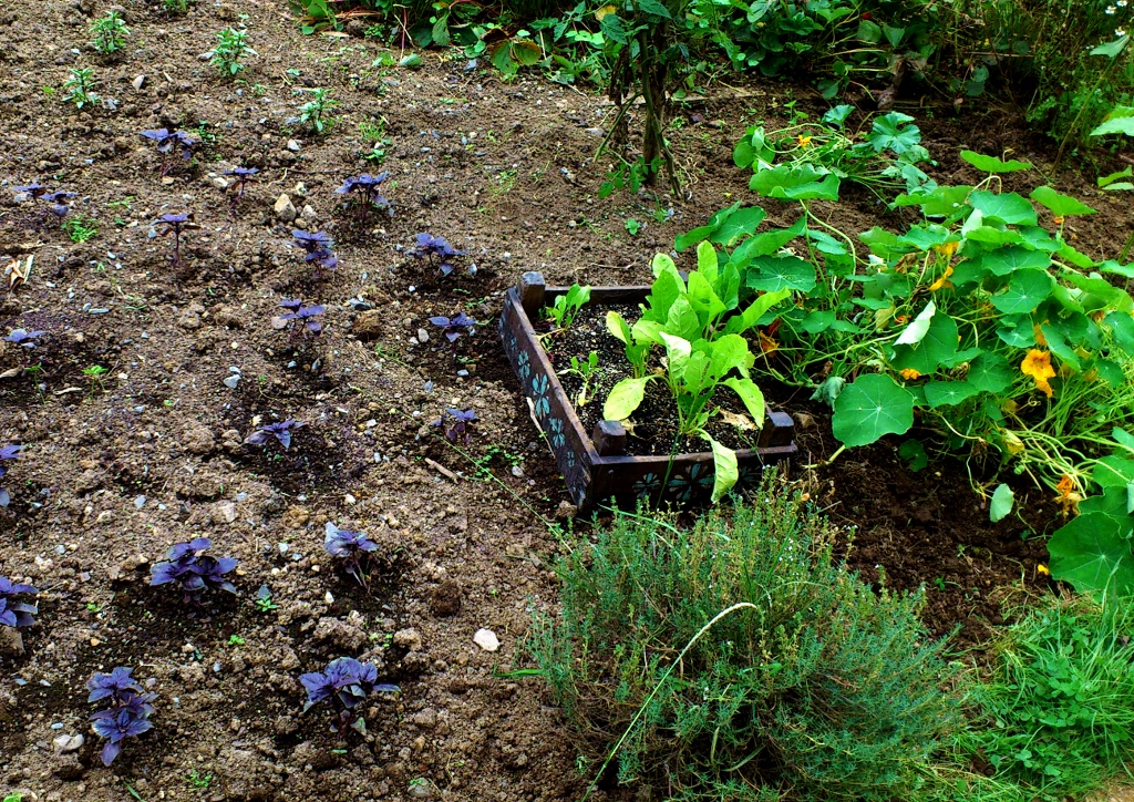 Gartengemüse, Gemüsegarten, Setzkasten, Gemüse