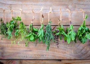Kräuterarchiv, Kräuterverzeichnis, Thymian, Lavendel, Rosmarin, Petersilie, Salbei, Minze