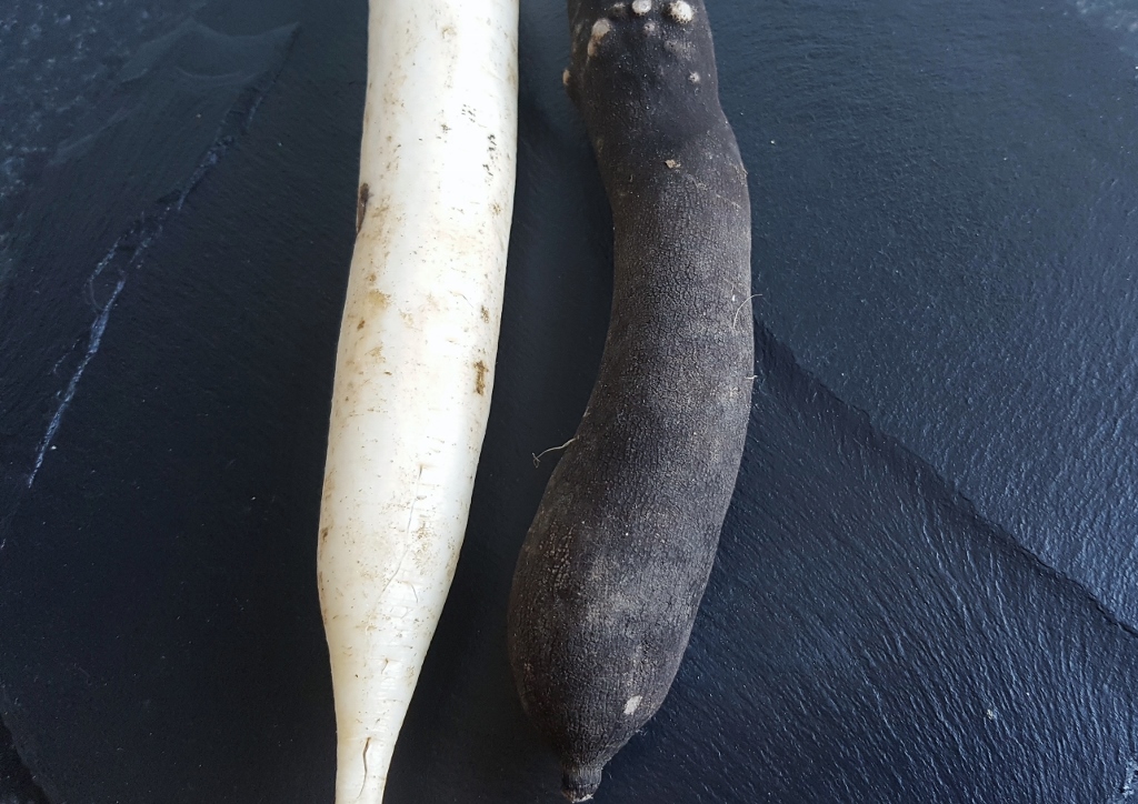 Rettich, Garten-Rettich, Schwarzer Winterrettich, Weißer Winterrettich, Bier-Rettich, Daikon, Raphanus, Raphanus sativus, Raphanus sativus subsp. niger