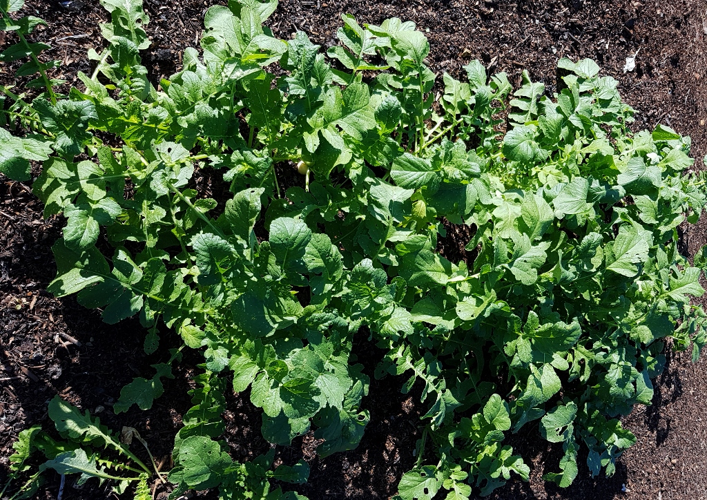 Rettich, Garten-Rettich, Raphanus, Rettiche, radieschen, Weißer Rettich, Schwarzer Rettich, Winterrettich, Sommerrettich, Raphanus sativus