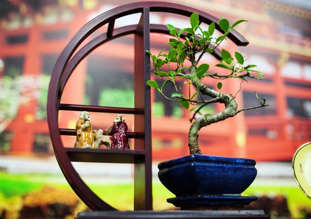 Das Grüne Archiv Ginkgo Standort, Pflanzung und Pflege