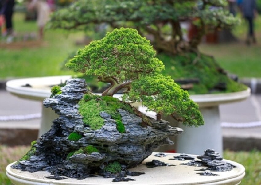 Bonsai, Penjing, Landschafts-Penjing