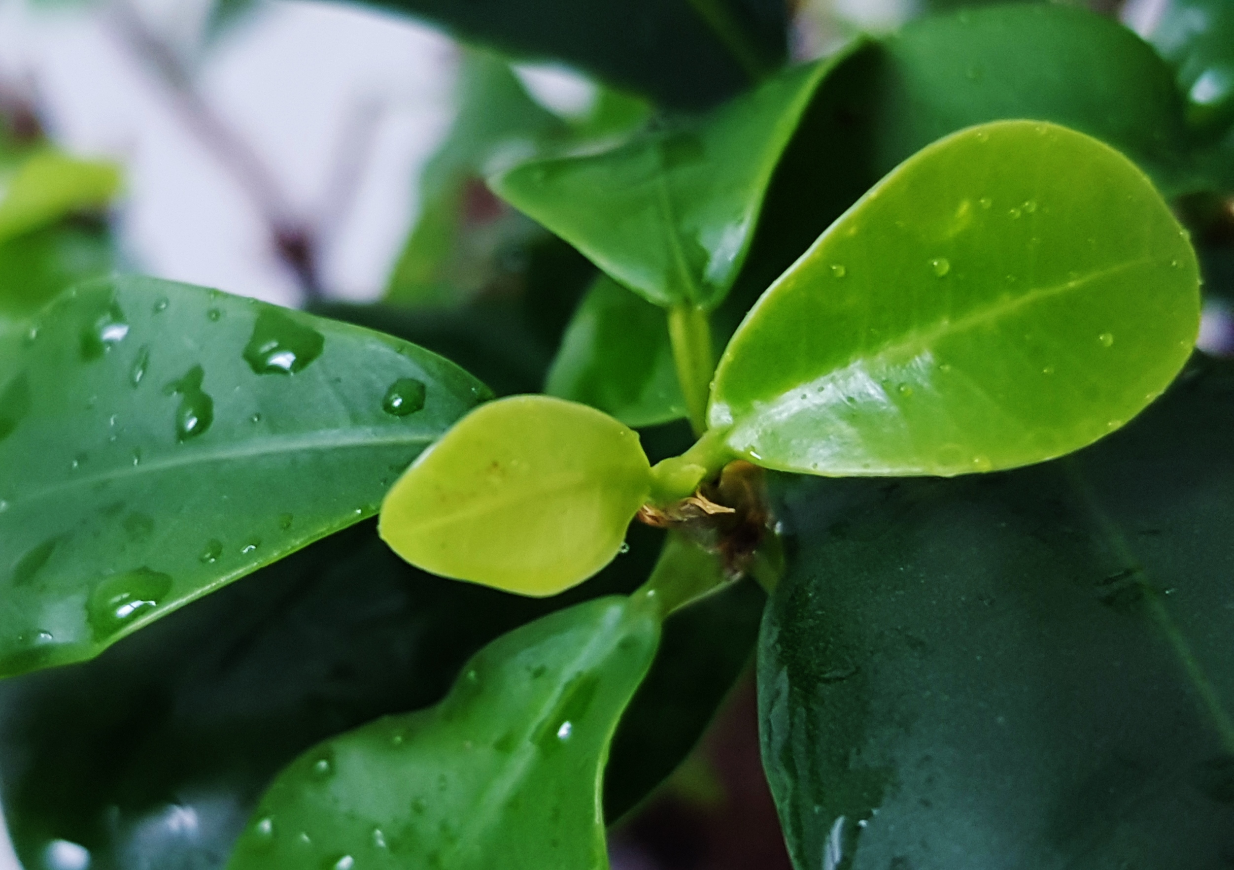 Bonsai, Bonsaibaum, Feige, Ficus, Chinesische Feige, Ficus microcarpa, Ficus 'Ginseng'