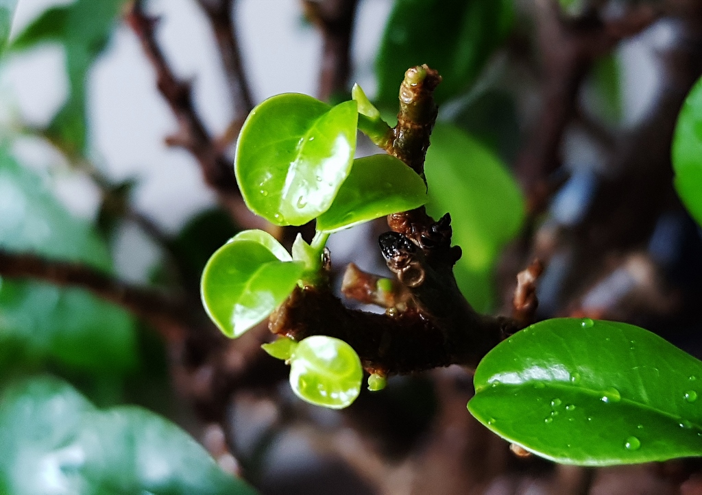 Bonsai, Bonsaibaum, Feige, Ficus, Chinesische Feige, Ficus microcarpa, Ficus 'Ginseng'