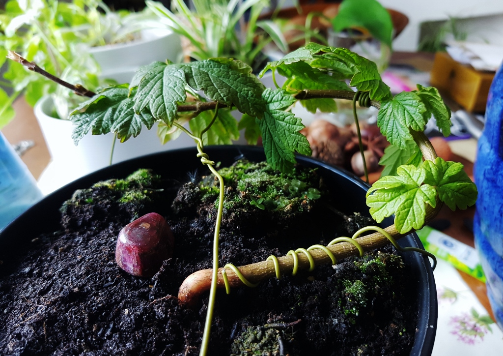 Bonsai, Bonsai drahten, Spanndrähe, Bonsaibaum