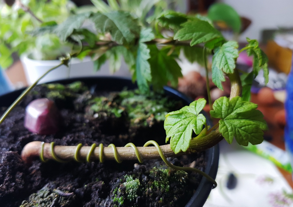 Bonsai drahten, Bonsai, Bonsaibaum