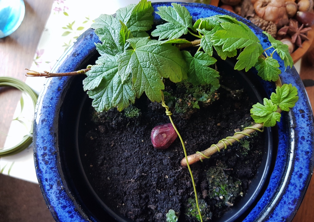 Bonsai, Bonsai drahten, Spanndrähe, Bonsaibaum