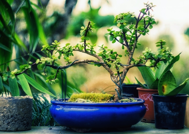 Bonsai, Bonsai drahten, Penjing, Bonsaischale