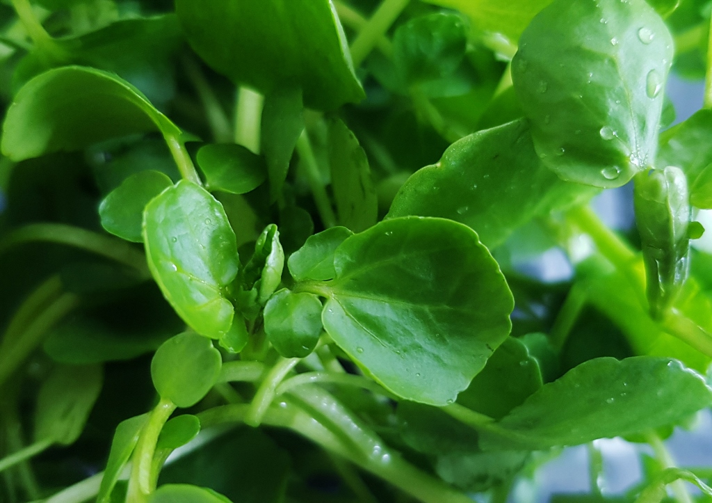 Brunnenkresse, Echte Brunnenkresse, Nasturtium, Nasturtium officinale