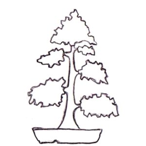 Bonsai, Bonsai Formen, Chokkan,