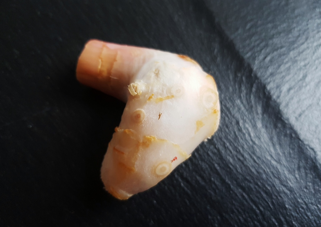 Galgant, Thai-Ingwer, Großer Galgant, Alpinia, Alpinia galanga, Ingwergewächse, Ingwerpflanzen