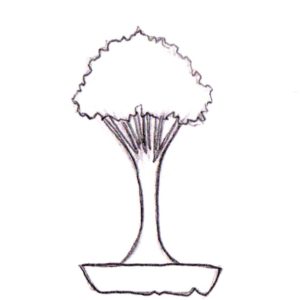 Bonsai, Bonsai Formen, Hokidachi