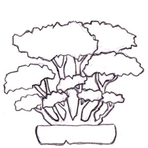 Bonsai, Bonsai Formen, Kabudachi