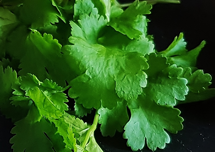 Ayurveda Kräuter, Koriander, Coriandrum