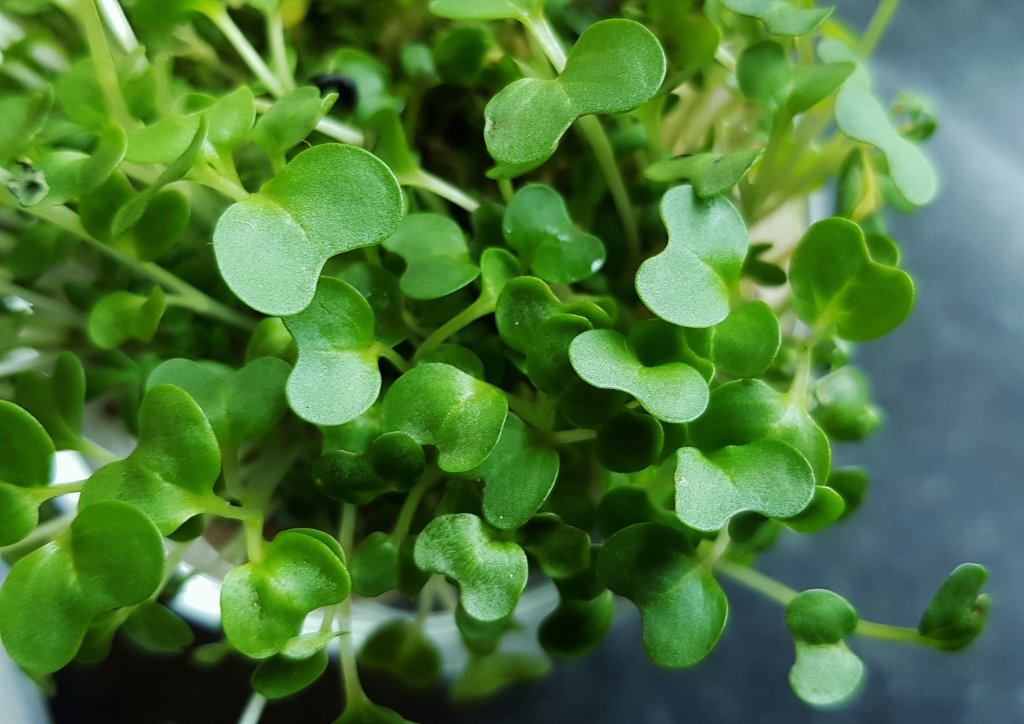 Kresse, Gartenkresse, Lepidium sativum