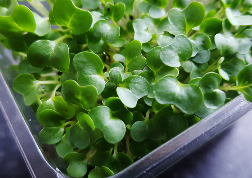 Kresse, Gartenkresse, Lepidium sativum