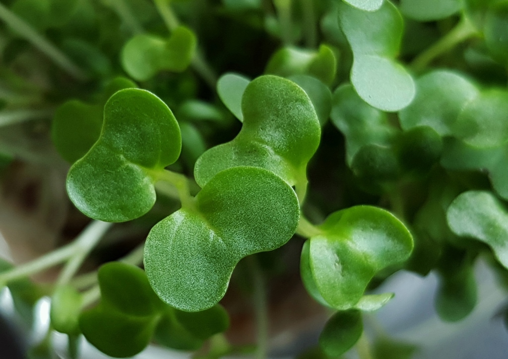 Kresse, Gartenkresse, Lepidium sativum