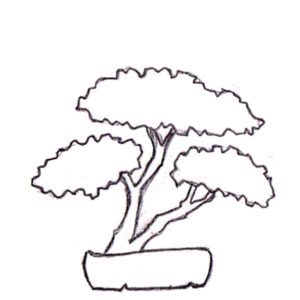 Bonsai, Bonsai Formen, Sokan, Zweifachstamm, Doppelstamm, Zwillingsstamm