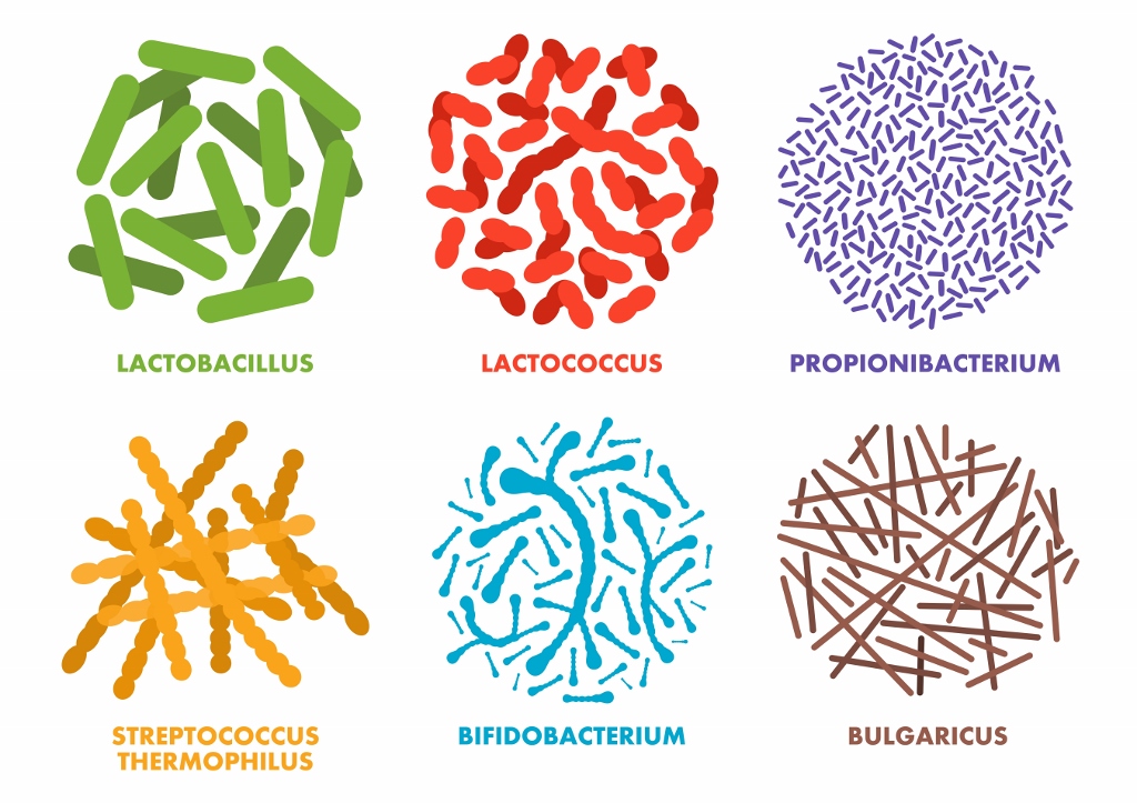 Probiotika, Probiotikum, probiotisch, probiotische Bakterienstämme