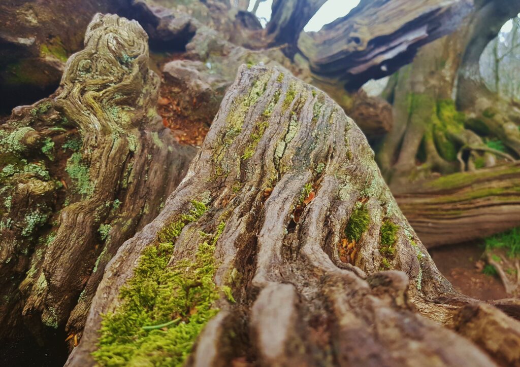 Bäume, Eiche, Holz, Eichenholz, Cadzow Oaks, Chatelherault, Schottland