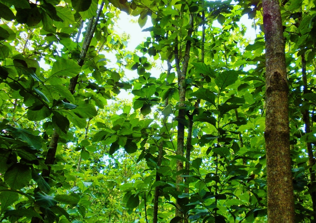 Bäume, Hochstamm, Teak, Teakbaum, Teakholz