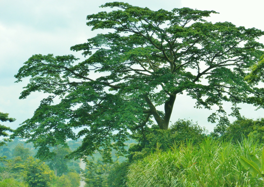 Bäume, Laubbäume, Mahagoni, Khaya, Khaya senegalensis