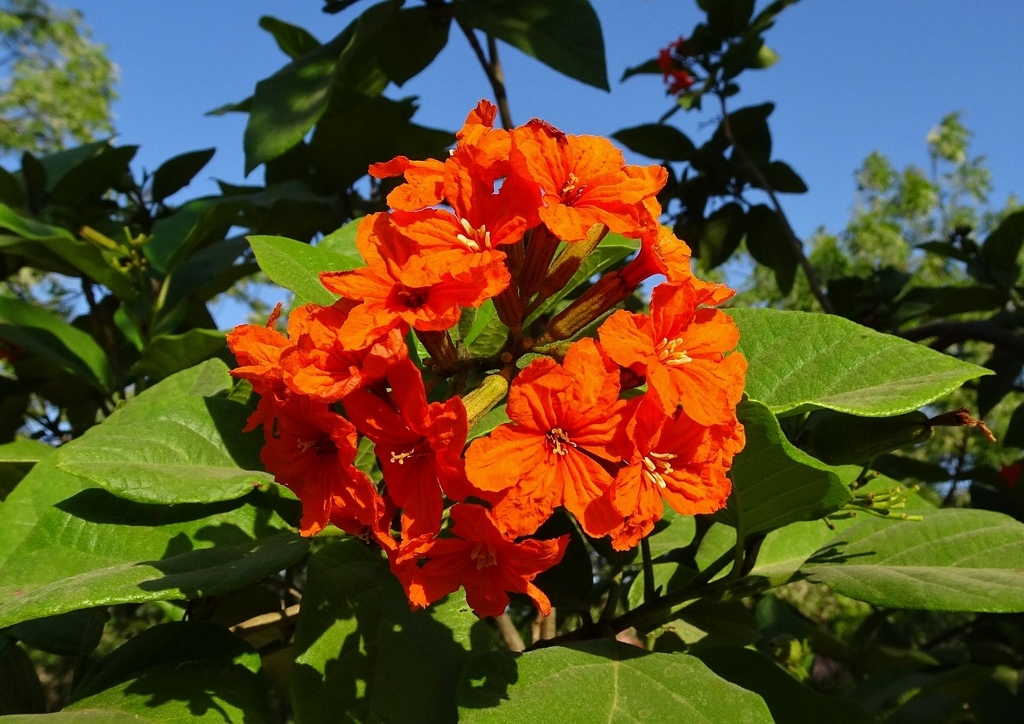 Sebestenbaum, Kordie, Cordia, Geiger-Tree, Geiger-Baum, Cordia sebestena
