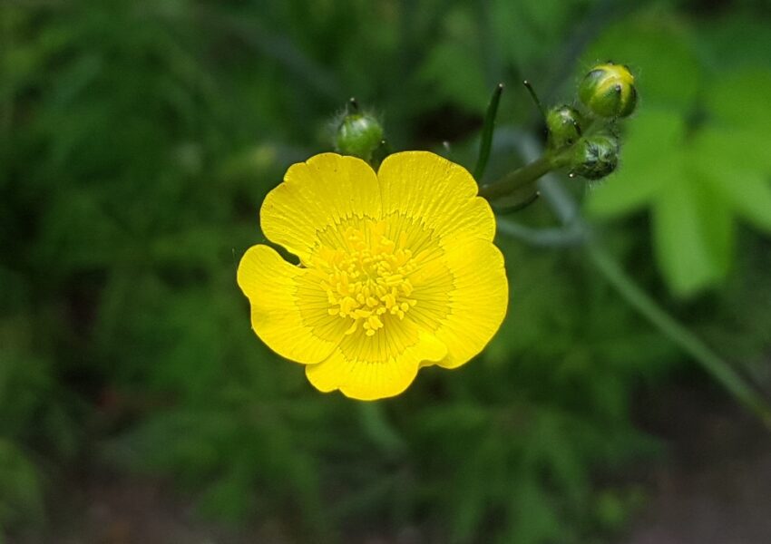 Hahnenfuß, Ranunkel, Ranunkeln, Ranunculus, Hahnenfußgewächse, Ranunculaceae